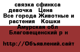 связка сфинкса. девочка › Цена ­ 500 - Все города Животные и растения » Кошки   . Амурская обл.,Благовещенский р-н